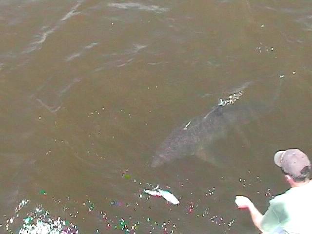 white_shark_02.jpg