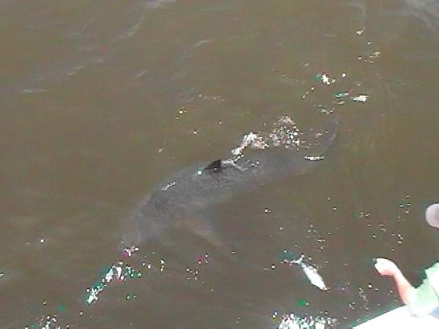 white_shark_03.jpg