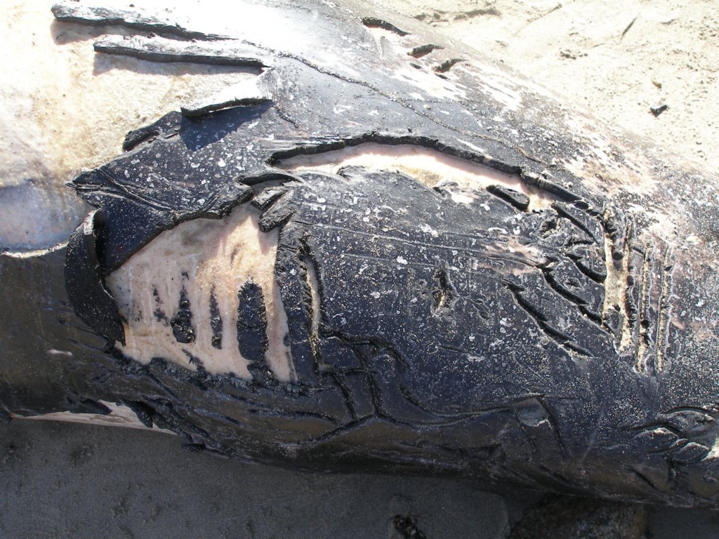 photo4.jpg
