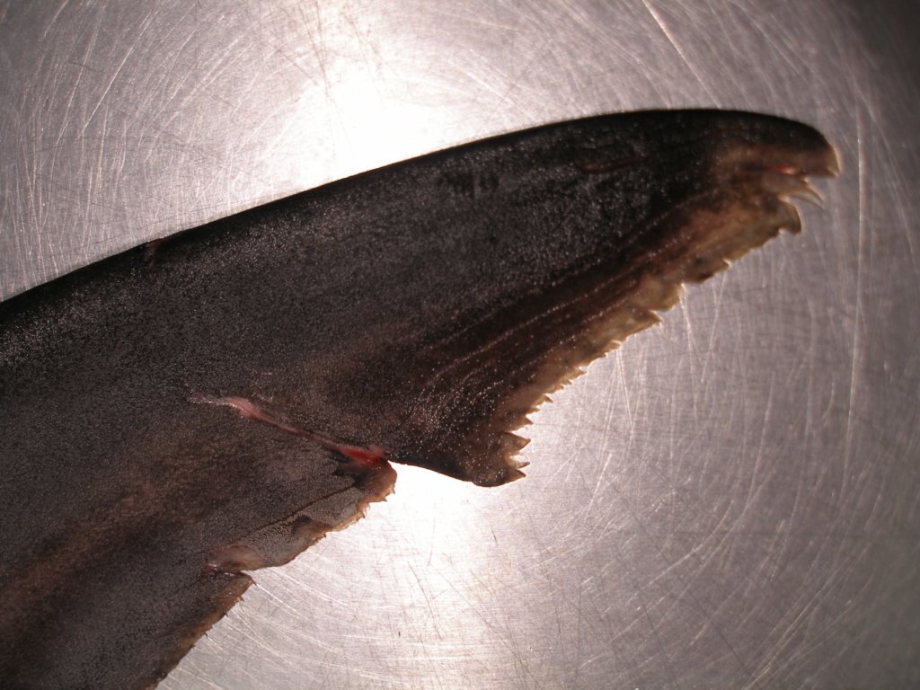 photo25.jpg