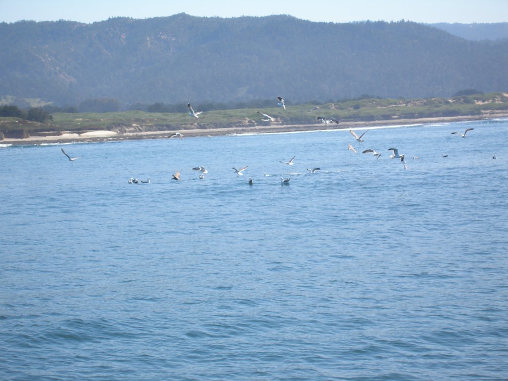 pa140173stellarsealpred.jpg