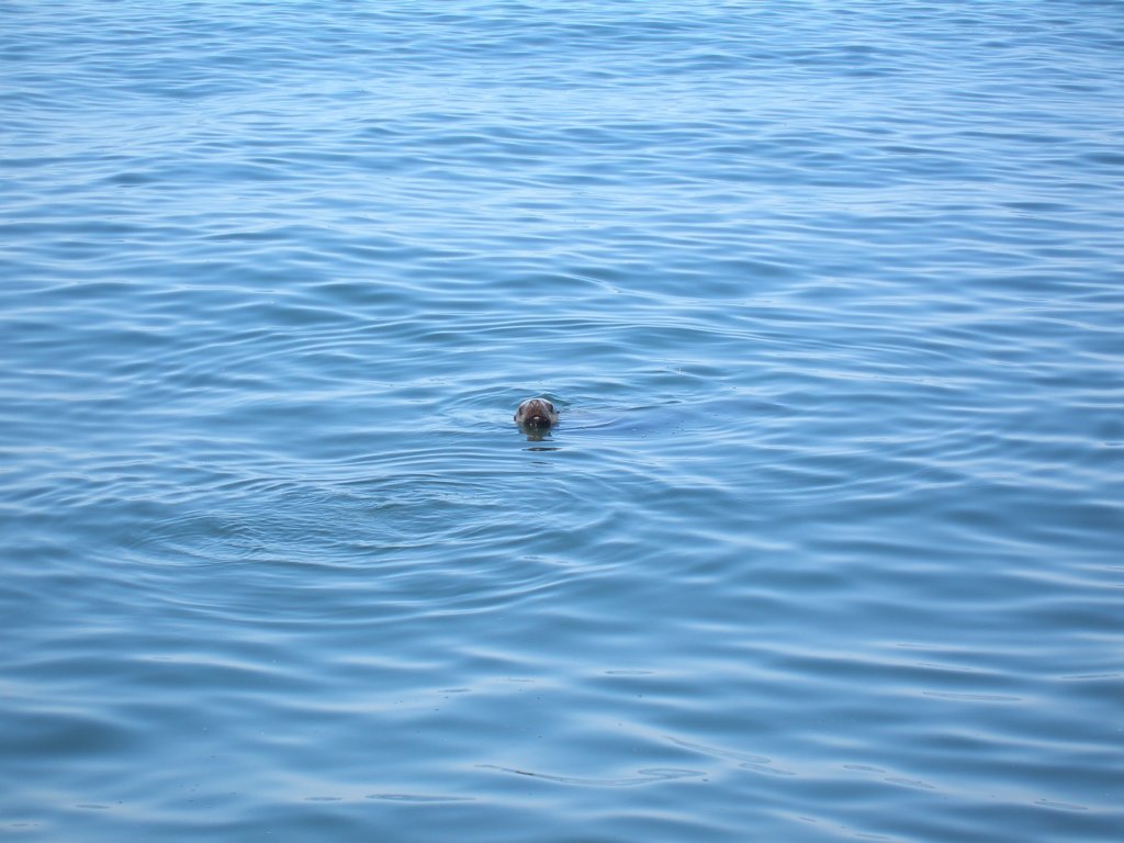 pa140182stellarsealpred.jpg