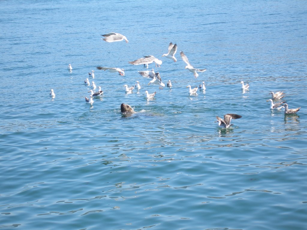 pa140187stellarsealpred.jpg