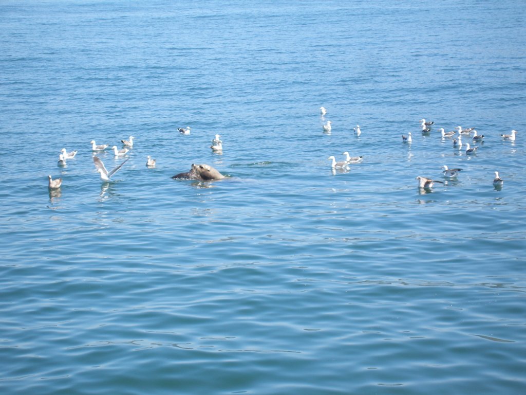 pa140189stellarsealpred.jpg