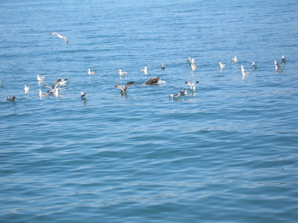 pa140190stellarsealpred.jpg