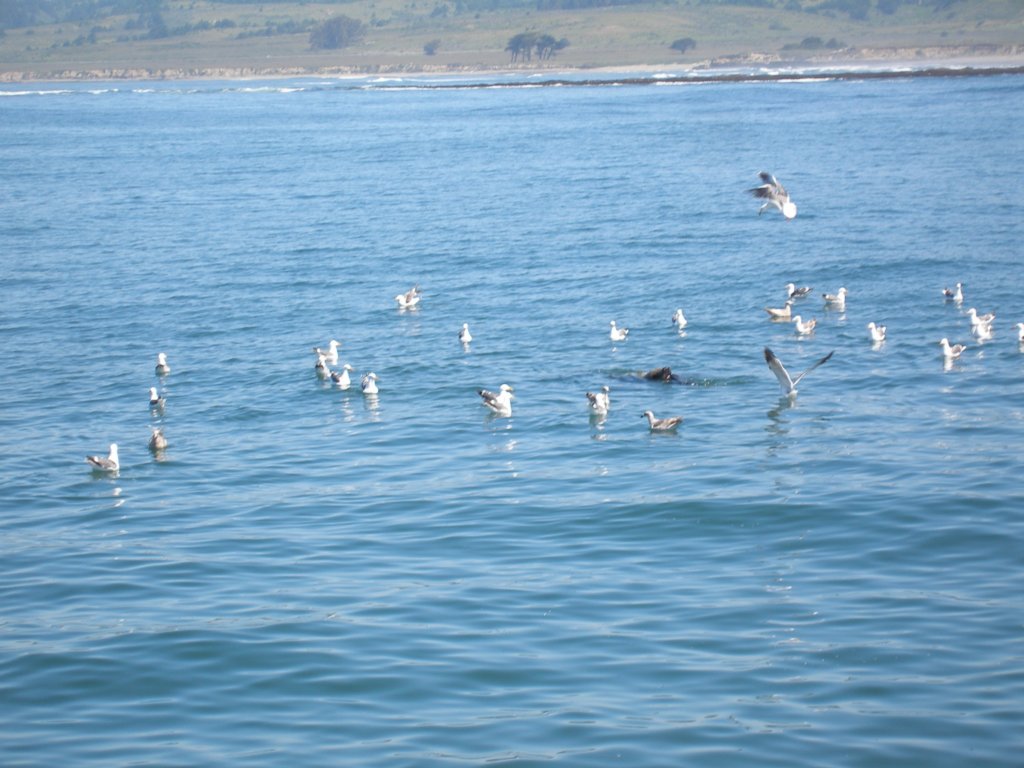 pa140191stellarsealpred.jpg