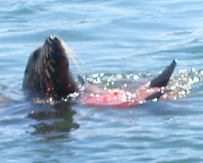 pa140201zoomstellarsealpred.jpg
