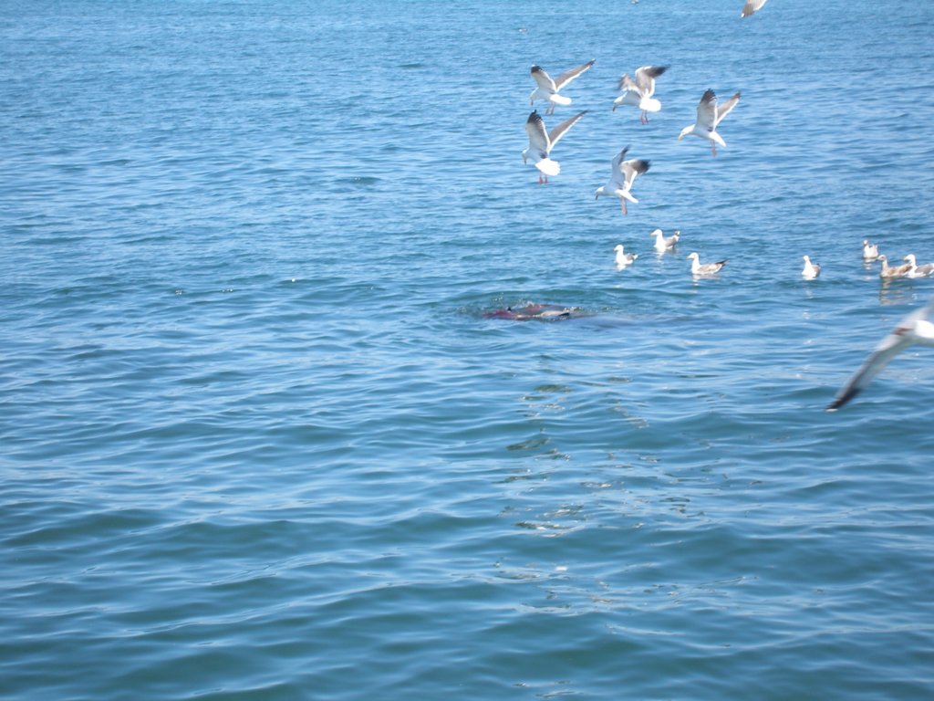 pa140203stellarsealpred.jpg