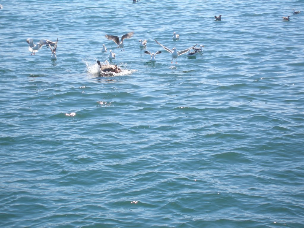 pa140206stellarsealpred.jpg