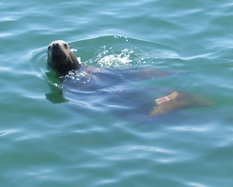 pa140208zoomstellarsealpred.jpg