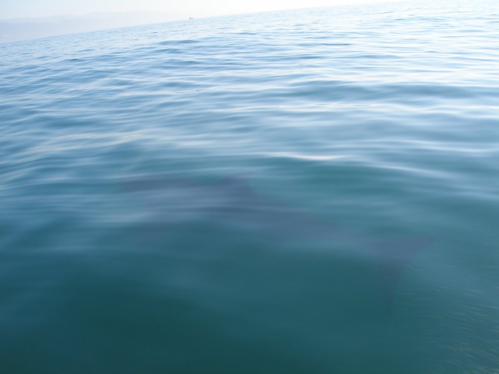 photo38.jpg