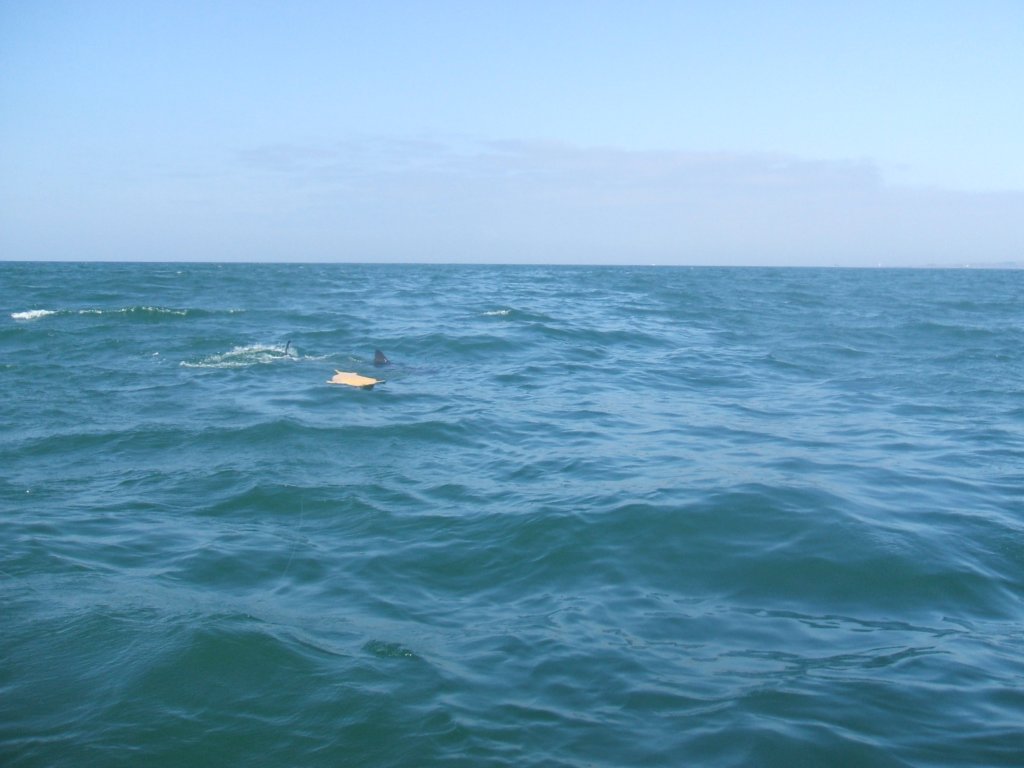 photo29.jpg