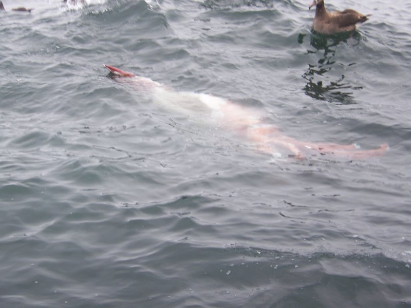 photo81.jpg