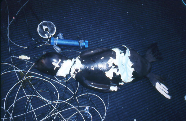 slide17.jpg