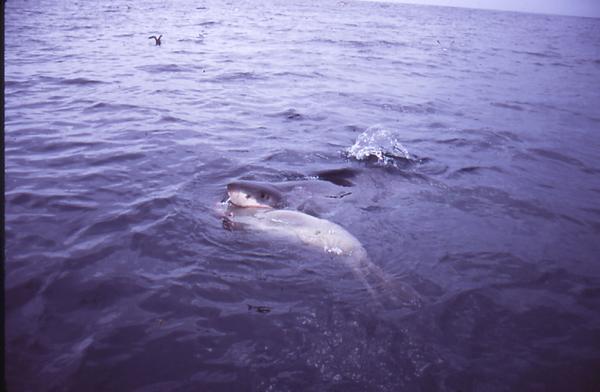 slide91.jpg