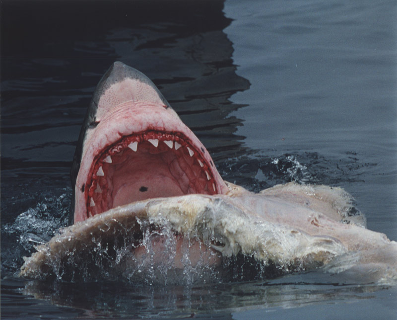 shark eating whale:
