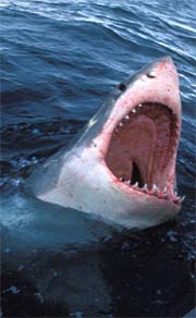 Great white shark