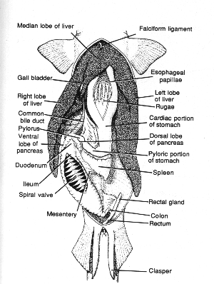 Internal Anatomy of a Shark
