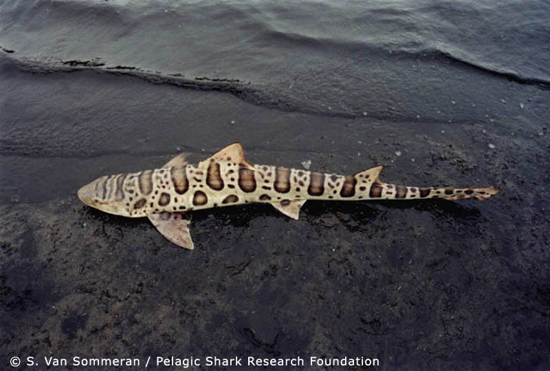 Leopard Shark picture 3