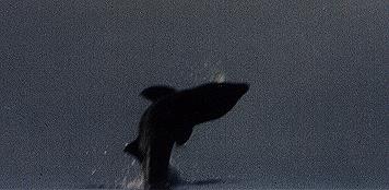 Basking Shark - Breaching