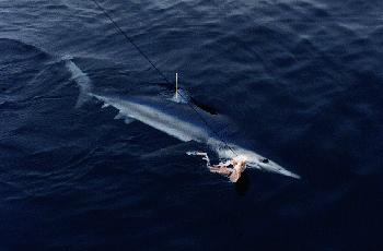 Blue shark tagging efforts...