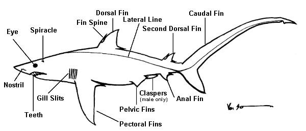 dogfish shark skeleton. that all sharks and rays