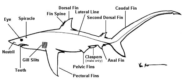 Dogfish+shark+internal+anatomy