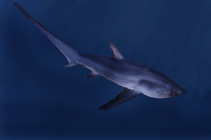 Thresher Shark